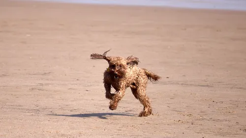 This landscape photograph was taken in the late morning during the spring season at Sutton on Sea, a coastal location in Lincolnshire, England, United Kingdom. The image shows a single dog running on the sandy beach, capturing the essence of animals and specifically dogs in motion. The background features the expansive stretch of beach typical of Sutton on Sea in England, while the dog appears to be enjoying its time in this natural setting. The photograph highlights the beach environment in Lincolnshire and the lively activity of animals, focusing on dogs as they move energetically across the sand.